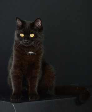 Schwarze Katze auf schwarzem Hintergrund Britisch Kurzhaar