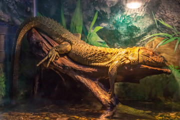 northern caiman lizard in a terrarium at zoo