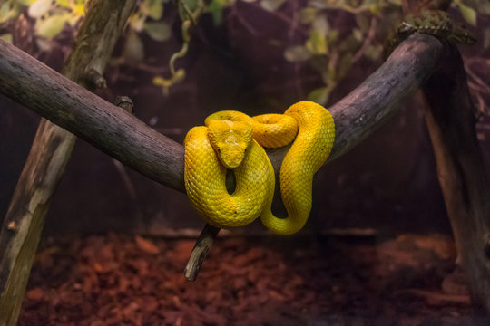 Yellow Eyelash Viper, Bothriechis Schlegelii