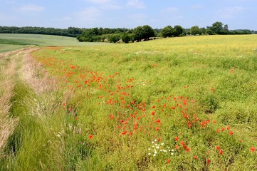 Champ de colza envahi par les coquelicots et matricaire