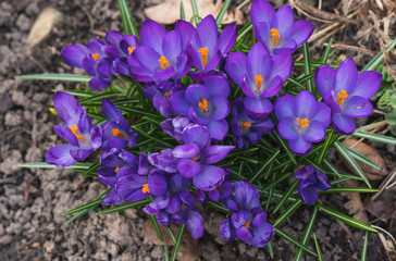 small purple flowers, called crocuses, the first messengers of spring; view from the top