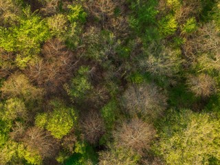 beautiful green forest aerial drone view - top view - Abstract nature backdrop as seen from drone. Spring green foliage  European scenery