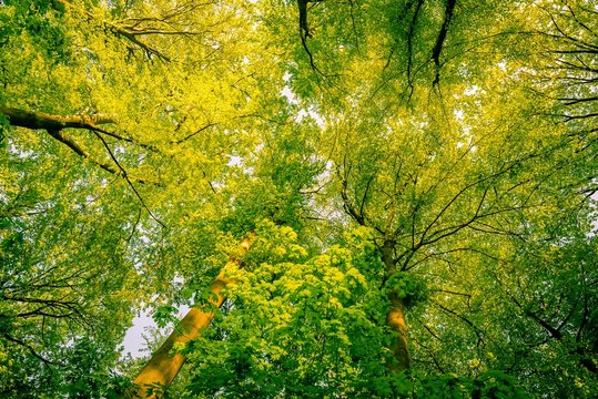 Wipfel Bilder Durchsuchen 3,911 Archivfotos, und