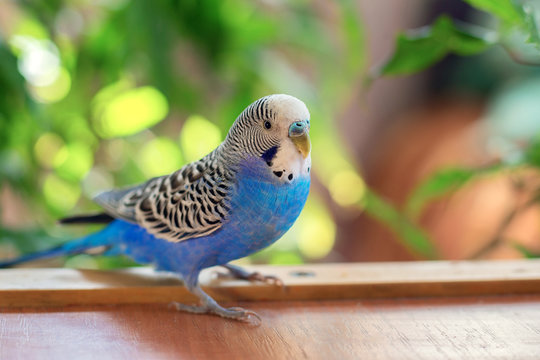 A beautiful wavy parrot of blue color sits without a cage. Tropical birds at home