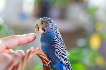 A beautiful wavy parrot of blue color pecks a person’s finger. Parrot bites © borisenkoket