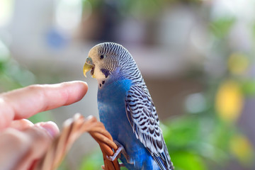 A beautiful wavy parrot of blue color pecks a person’s finger. Parrot bites