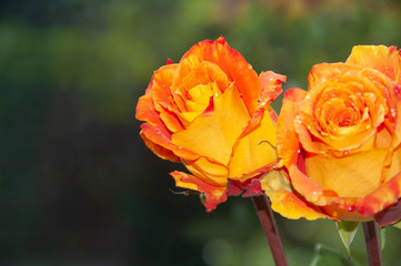 roses on the windowsill. yellow roses. roses in a vase. postcard. beautiful flowers.