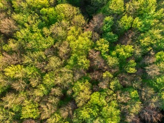 top view of the green tree top of the European forest in spring-
Abstract nature backdrop as seen from drone. Spring green foliage  European scenery