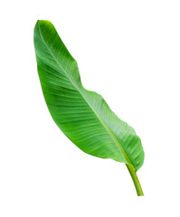 tropical banana green leaf isolated on white background