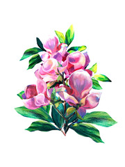Colorful Bouquet of flowers Magnolia and green leaves. Hand pained oil texture. Spring Flowers. Branch of pink magnolia liliiflora For posters