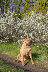 sharpey thoroughbred red cheerful dog in the spring forest, posing for the camera. care of domestic animals. spring walk with a dog in the woods