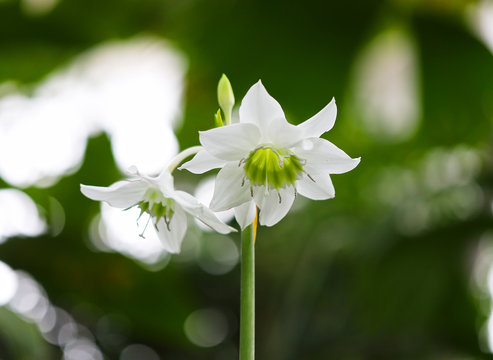 ユーチャリス Images Browse 1 Stock Photos Vectors And Video Adobe Stock
