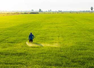 Farmers spray herbicides on green rice fields in the early morning.