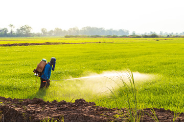 Farmers spray herbicides on green rice fields near the mound.