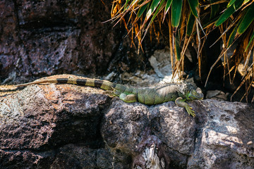 one large green iguana with a long tail lying on a stone under a bush on a sunny day,
beautiful full-length lizard side view,wildlife,cold-blooded animal