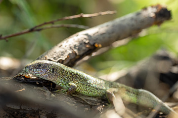 Green lizard relaxing and warming up on tree branch in the garden. Camouflage garden lizards. Wildlife.