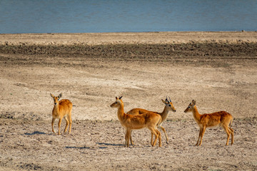 Group of Puku antelopes near river looking every direction