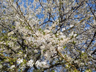 Fototapeta premium Spring tree flowering. White blooming tree. Slovakia