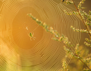 Tygrzyk paskowany Wasp spider Argiope bruennichi tkający pajęczynę w porannym świetle