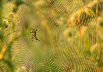 Tygrzyk paskowany Wasp spider Argiope bruennichi na pajęczynie