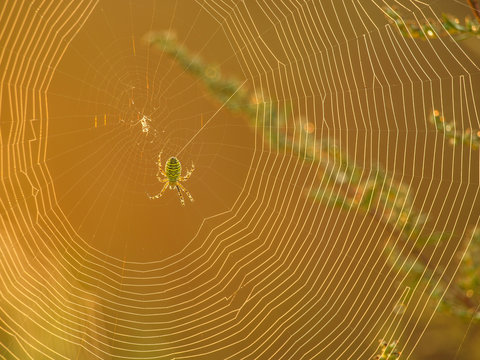 Tygrzyk paskowany Wasp spider Argiope bruennichi tkający pajęczynę w porannym świetle