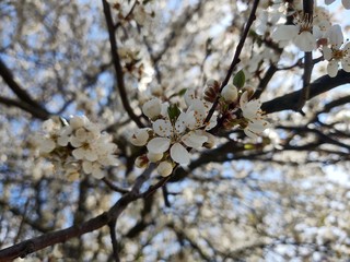 Spring tree flowering. White blooming tree. Slovakia