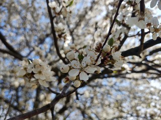 Spring tree flowering. White blooming tree. Slovakia