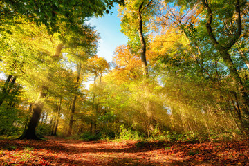 Colorful autumn forest landscape with warm sun rays illumining the foliage and a path leading through the trees