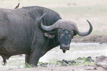 Fototapeta premium Büffel