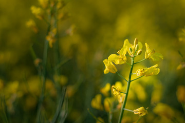 idyllische Rapspflanze im Sonnenlicht- Raps auf dem Rapsfeld im Frühling