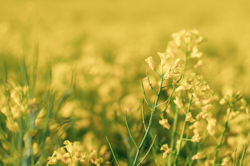 Raps im Frühling in der Landwirschaft - Rapsfeld