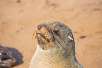 Naklejka premium Africa. Namibia. Cape Cross