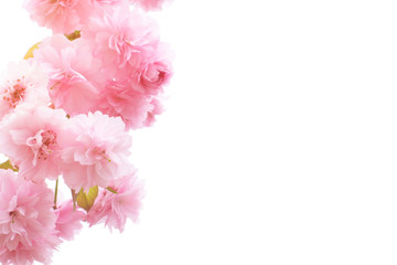 Spring beautiful pink sakura cherry frames white background. Copy space.Spring time.