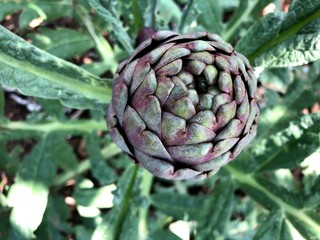 Fototapeta premium Raw artichokes from south of Italy, Puglia