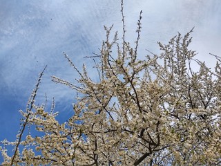 Spring tree flowering. White blooming tree. Slovakia