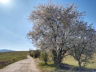 Fototapeta na wymiar Spring tree flowering. White blooming tree. Slovakia