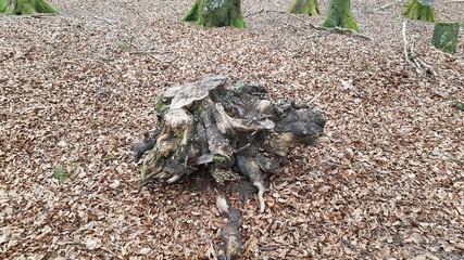 Baumstumpf