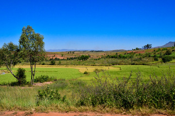 マダガスカル のアンタナナリボからmorondavaまでの道の風景。棚田が美しい。標高1500ｍ前後の中央高地は、どこへいっても棚田があった。