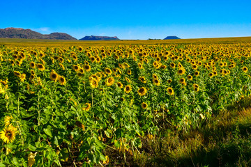 レソトから南アフリカのブルームフォンテインに向かう途中のひまわり畑。太陽に背を向けている。地平線の向こうにはテーブルマウンテンが見える。見渡す限りのひまわり畑。