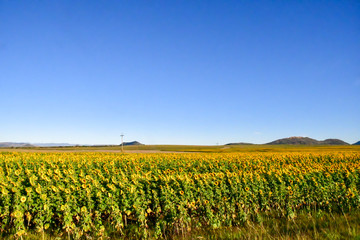 Fototapeta na wymiar レソトから南アフリカのブルームフォンテインに向かう途中のひまわり畑。太陽に背を向けている。地平線の向こうにはテーブルマウンテンが見える。見渡す限りのひまわり畑。