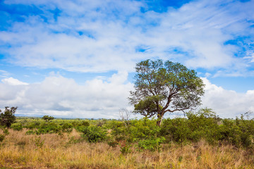 African savannah - flat steppe