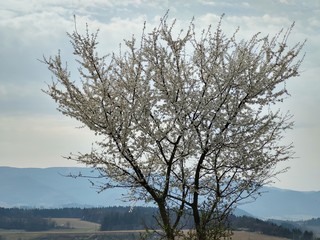 Obraz na płótnie Canvas Spring tree flowering. White blooming tree. Slovakia