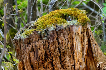Gemeiner Nagekäfer Holzwurm Baumstumpf Struktur Hintergrund Zerfall Anobium punctatum Larven...