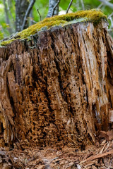 Gemeiner Nagekäfer Holzwurm Baumstumpf Struktur Hintergrund Zerfall Anobium punctatum Larven Insekt Zerstörung Wald Löcher Zersetzung Sauerland Iserlohn