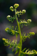 Adlerfarn Herz Symbol Pteridium aquilinum Trieb Wedel ausrollen sprießen Detail Nahaufnahme Sproß Makro Wald Sauerland Deutschland Form Silhouette Liebe Rhizom
