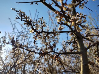 Fototapeta premium Spring tree flowering. White blooming tree. Slovakia