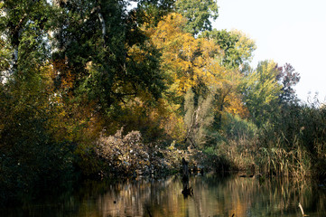 Mixed colors of autumn in the foliage of the floodplain forest on the waterfront
