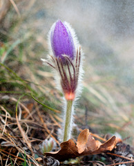 Anemone in the spring rain