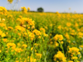 field of yellow flowers