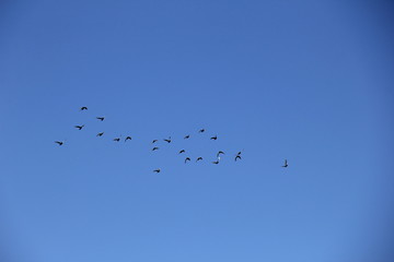 雲一つ無い青空を飛ぶ鳩の群れ